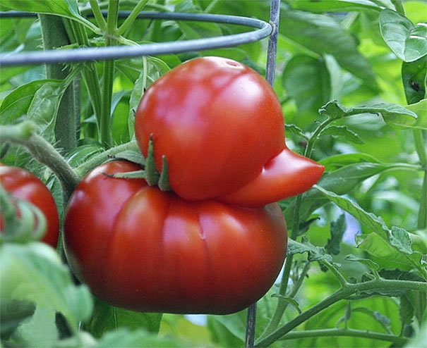 میوه و سبزیجات به شکل های عجیب و غریب!