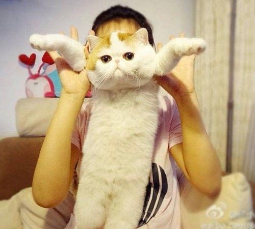  گربه اصیل ایرانی همه را مجذوب خود کرده !+ عکس