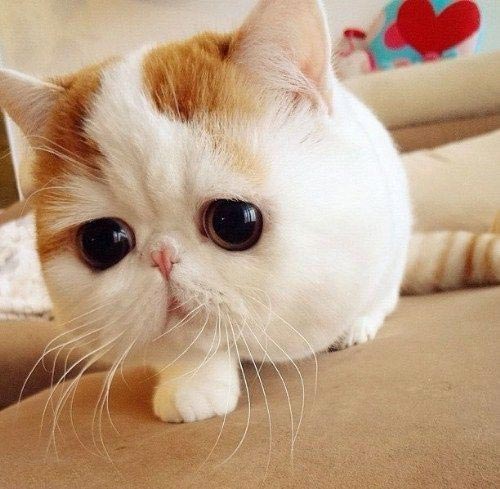  گربه اصیل ایرانی همه را مجذوب خود کرده !+ عکس