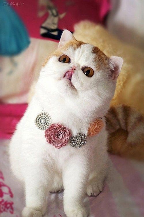  گربه اصیل ایرانی همه را مجذوب خود کرده !+ عکس