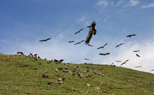 جسدی که خوراک کرکس ها شد! +(تصاویر)