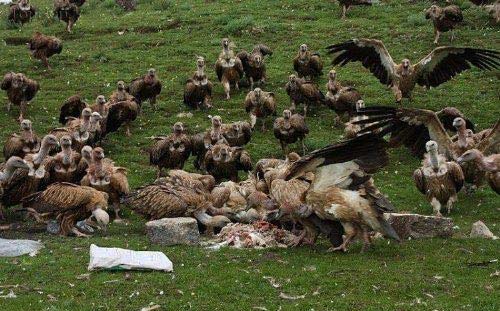 جسدی که خوراک کرکس ها شد! +(تصاویر)