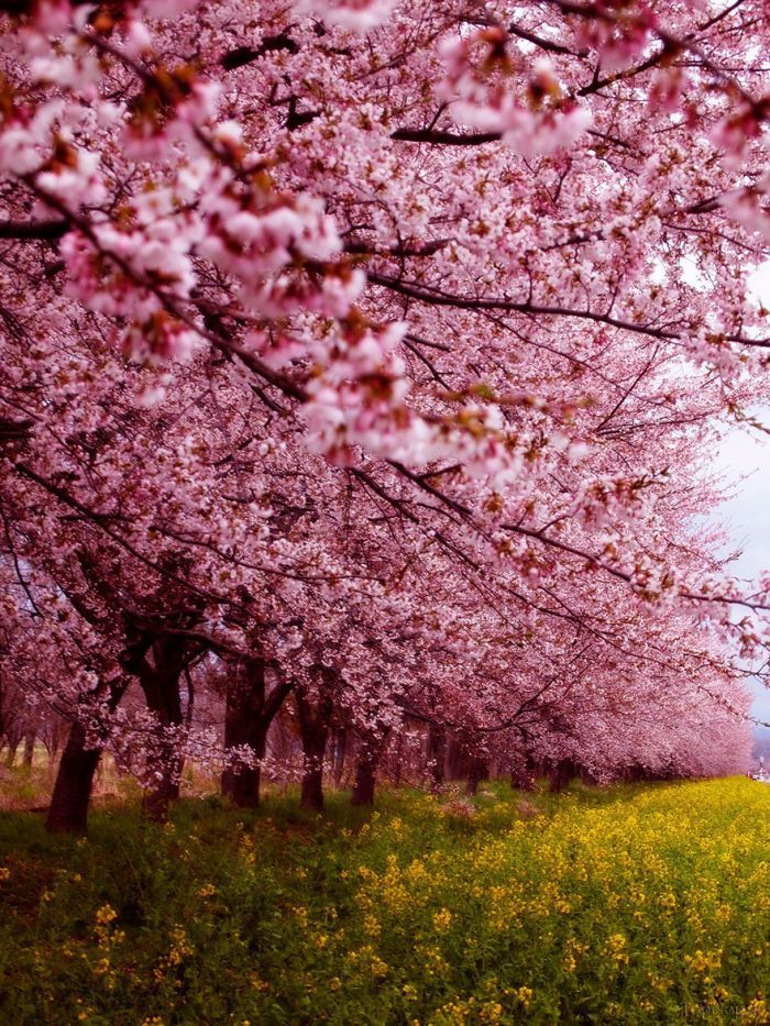 تصاویری دلنشین از شکوفه های گیلاس در ژاپن