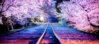 تصاویری دلنشین از شکوفه های گیلاس در ژاپن