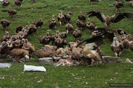 عجیب ترین مراسم دلخراش تدفین در دنیا +(تصاویر)