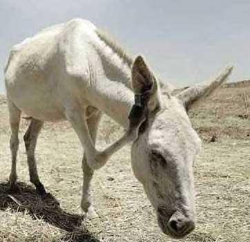 انواع خر ! (فقط بخند)