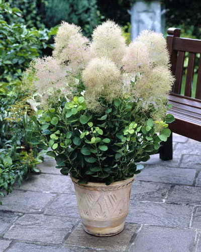معرفی و آشنایی با درخت پر و نحوه نگهداری آن+عکس