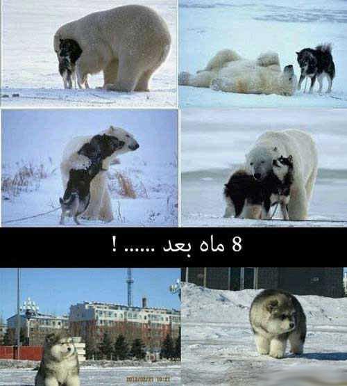 عکس نوشته های طنز و خنده دار (4)