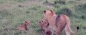 تصاویری دیدنی از جراحی شیر تکه پاره شده!