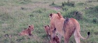 تصاویری دیدنی از جراحی شیر تکه پاره شده!