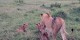 تصاویری دیدنی از جراحی شیر تکه پاره شده!