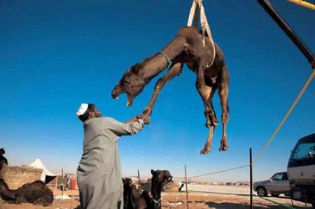 لذت دیدن این تصاویر را از دست ندهید (2)