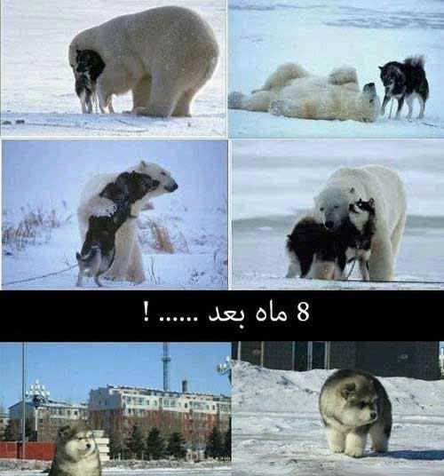 عکس نوشته های طنز و خنده دار (5)