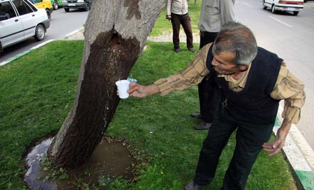 معجزه جوشیدن آب از دل د رخت در همدان (تصاویر)