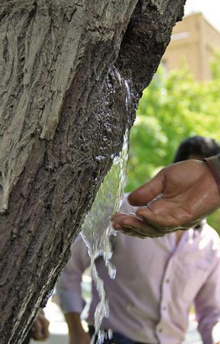 معجزه جوشیدن آب از دل د رخت در همدان (تصاویر)