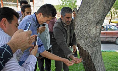 معجزه جوشیدن آب از دل د رخت در همدان (تصاویر)