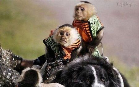 عکس های دیدنی مسابقه سگ سواری میمون ها!