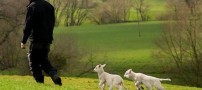مزرعه عجیبی که گوسفندان آن 6 پا هستند! + عکس