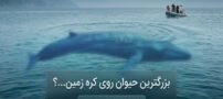 بزرگترین جانور روی کره زمین + تصاویر