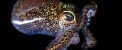 عکس های خیره کننده از زیباترین اختاپوس دنیا