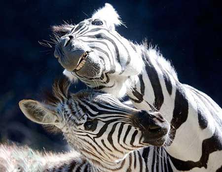 عکس های دیدنی و بسیار جالب روز (20)