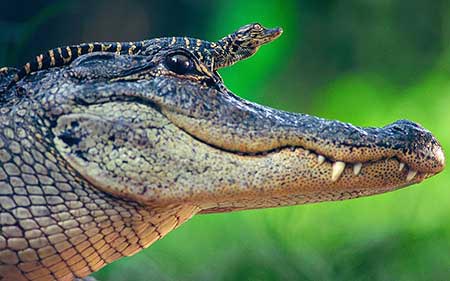 عکس های دیدنی و بسیار جالب روز (20)