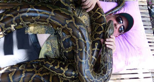 خدمات ماساژ با مارهای افعی و بزرگ ! (عکس)