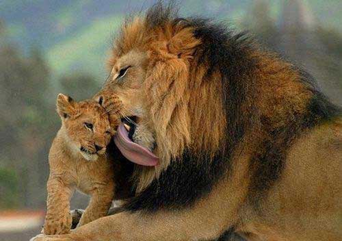 عکس های خنده دار و نوشته های طنز (9)