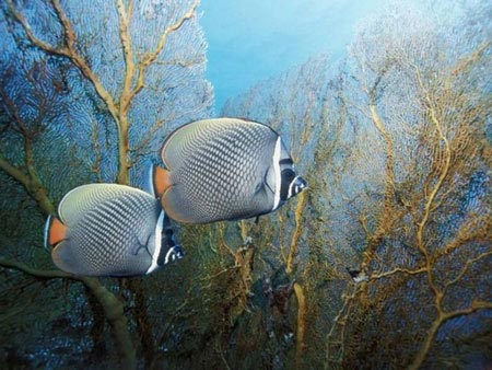عکس های دیدنی از عجایب شگفت انگیز اعماق دریا
