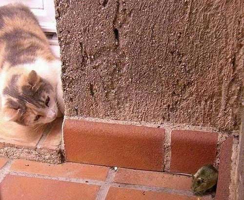 عکس های خنده دار از سوژهای داغ جهانی (2)
