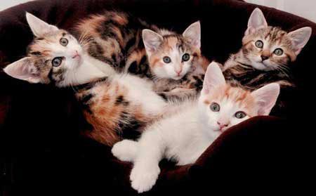 عکس های دیدنی و جذاب (29)