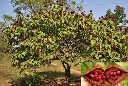 درخت عجیبی که میوه آن رژ لب است! + (عکس) درخت عجیبی که میوه آن رژ لب است! + (عکس)