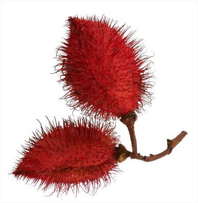 درخت عجیبی که میوه آن رژ لب است! + (عکس) درخت عجیبی که میوه آن رژ لب است! + (عکس)