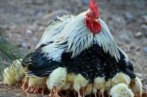 عکس های خنده دار و سوژه های داغ ایرانی (1)