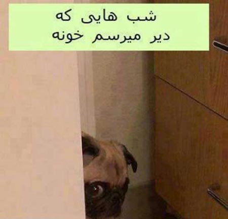 سوژه های طنز و بسیار خنده دار خارجی (1)