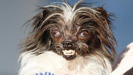 زشت ترین سگ دنیا به خاطر سوختگی رکوردار گینس شد +(عکس)