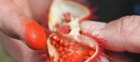 درخت عجیبی که میوه آن رژ لب است! + (عکس)