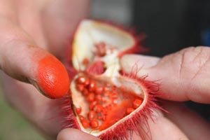 درخت عجیبی که میوه آن رژ لب است! + (عکس) درخت عجیبی که میوه آن رژ لب است! + (عکس)