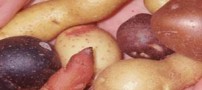 سیب زمینی مخصوص ترشی چیست