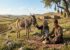 عنبر نسارا یا پشگل چه خاصیتی دارد (گیاه دارویی)