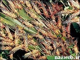 حشره ای خطرناک بلای جان آمریکایی&zwnj; ها + (عکس)
