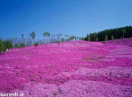 شما همه به تماشای زیبایی دعوت شدید