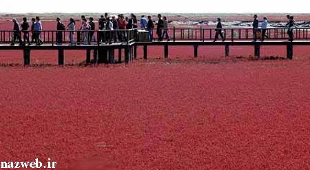 شما همه به تماشای زیبایی دعوت شدید