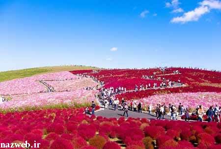 شما همه به تماشای زیبایی دعوت شدید