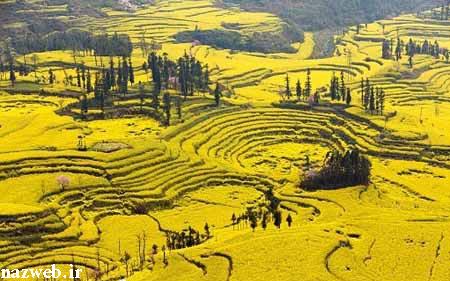 شما همه به تماشای زیبایی دعوت شدید