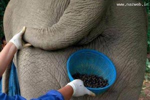 یک نوشیدنی نفرت انگیز و چندش آور و گران قیمت!! + (عکس)