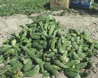 کارلا گیاهی با خواص بی نظیر کارلا گیاهی با خواص بی نظیر