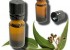 خواص درمانی گیاه روغن اوکالیپتوس