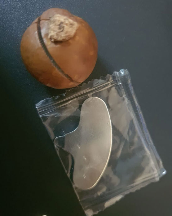 ماکادمیای شبیه فندق 