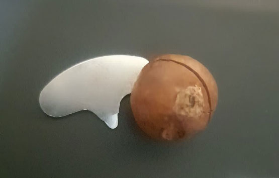 ماکادمیای کلید دار، و خواص شگفت انگیز آن!